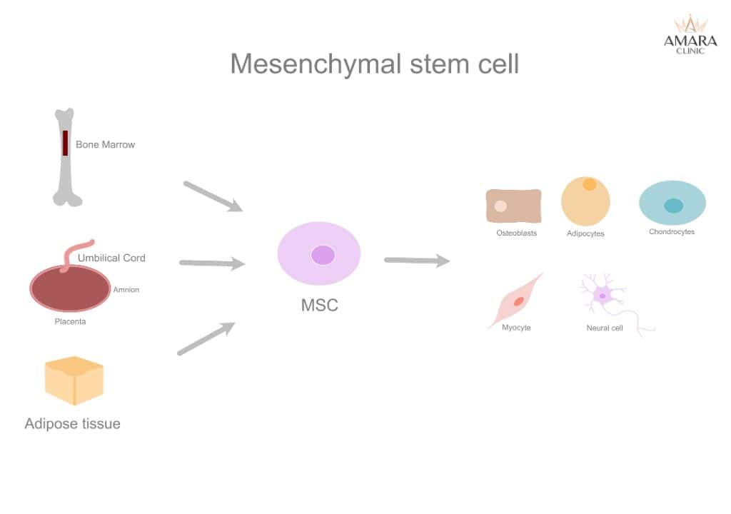 สเต็มเซลล์ Mesenchymal