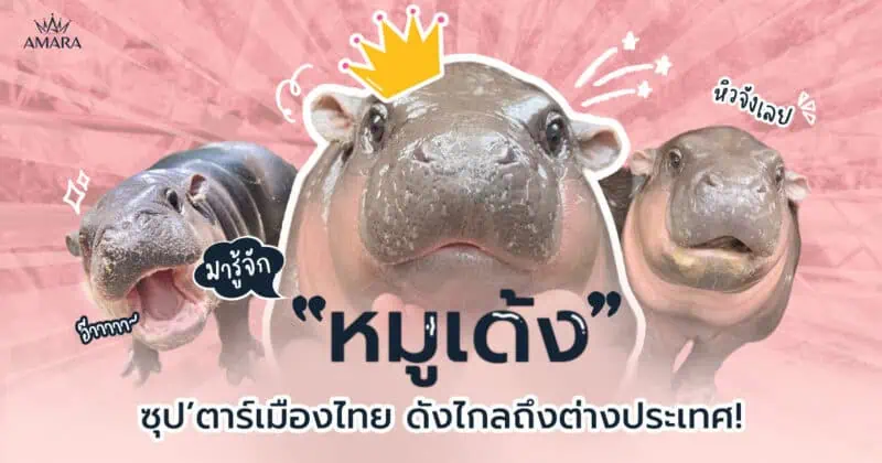 หมูเด้ง